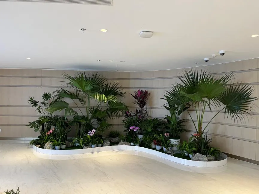 惊爆！前湾花木租赁方案超实用！