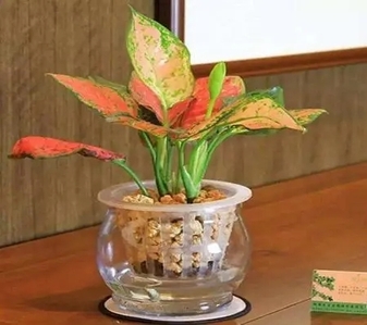 宁波江北绿植出租公司,为您的空间注入生机